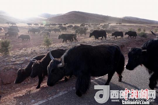 西藏每年存欄約420萬頭牦牛，牦牛產(chǎn)業(yè)發(fā)展是推動西藏畜牧業(yè)可持續(xù)發(fā)展和農(nóng)牧民脫貧致富的重要產(chǎn)業(yè)。圖為西藏牦牛?！O翔 攝