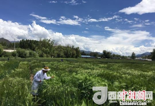 西藏與9家國家重點實驗室合力促青稞增產(chǎn)、牦牛育肥