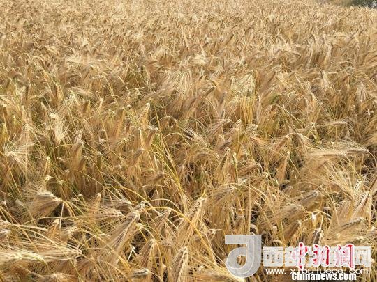 2017年西藏青稞種植面積達210多萬畝，占糧食播種面積的75%。圖為成熟期的青稞?！⊥跤窳?攝