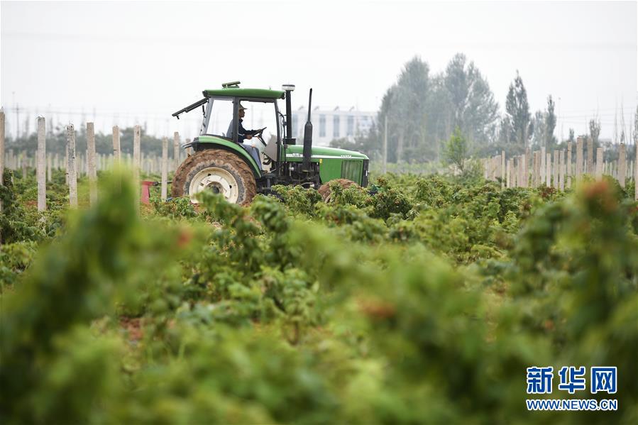 （壯麗70年·奮斗新時代——共和國發(fā)展成就巡禮·圖文互動）（10）生態(tài)美、百姓富——品讀嶄新“寧夏畫卷”