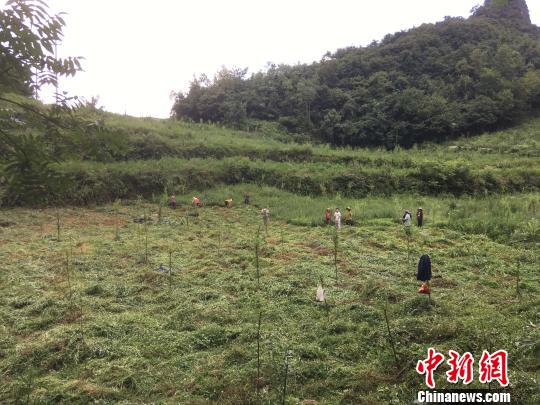 貴州同威生物科技有限公司天麻種植基地?！≈軏?攝