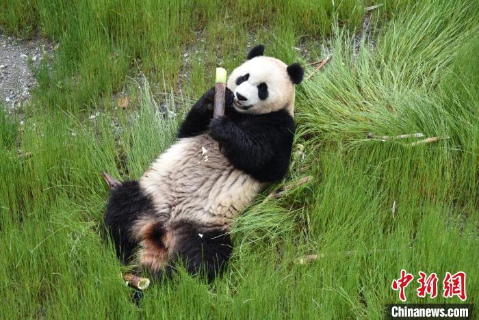 九寨溝熊貓園里的大熊貓?！【耪瘻峡h委宣傳部提供 攝