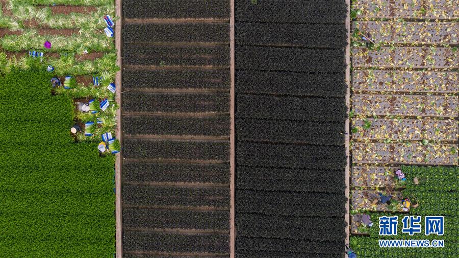 （新華全媒頭條·走向我們的小康生活·圖文互動）（11）綠染云嶺小康路——生態(tài)文明建設的云南實踐