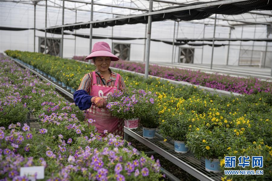 （新華全媒頭條·走向我們的小康生活·圖文互動）（8）綠染云嶺小康路——生態(tài)文明建設的云南實踐