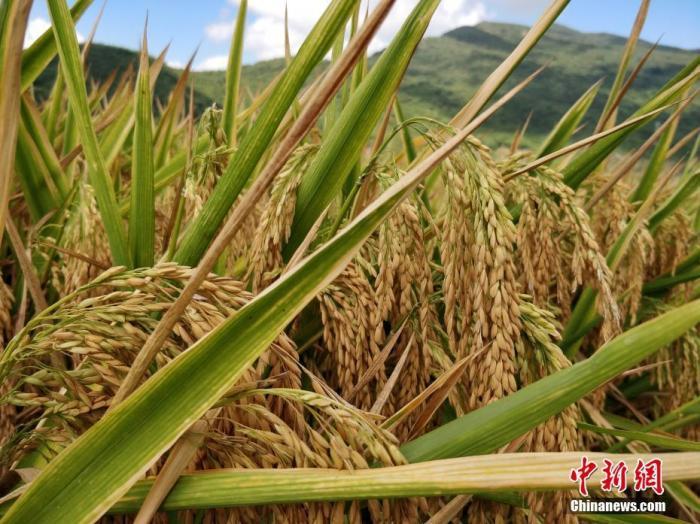 水稻資料圖。<a target='_blank'  data-cke-saved- >中新社</a>記者 王曉斌 攝
