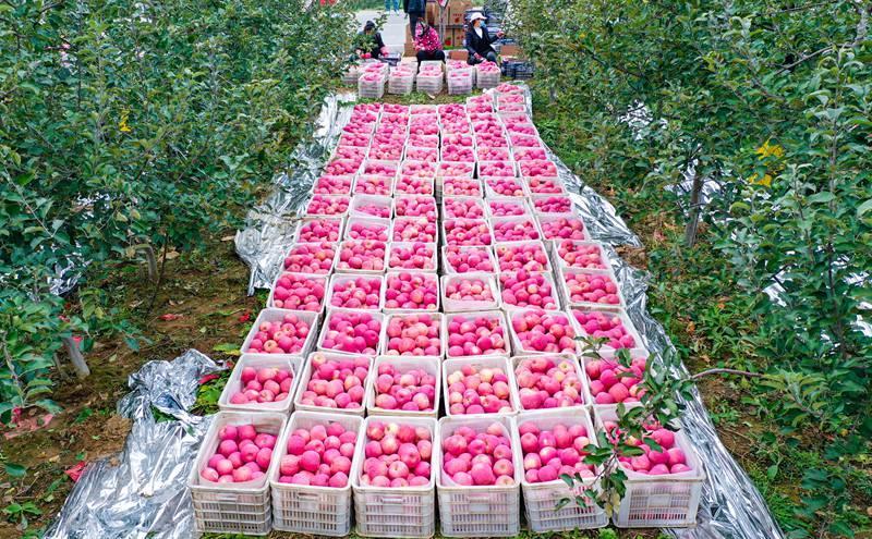 洛川縣永鄉(xiāng)鎮(zhèn)阿寺村果農在分揀蘋果。王警攝